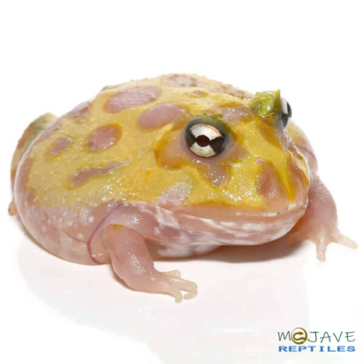 MUTANT NEON CLOWN PACMAN FROGS FOR SALE