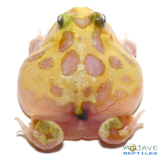 MUTANT NEON CLOWN PACMAN FROGS FOR SALE - Image 2
