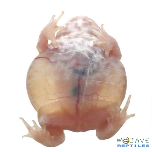 MUTANT NEON CLOWN PACMAN FROGS FOR SALE - Image 3