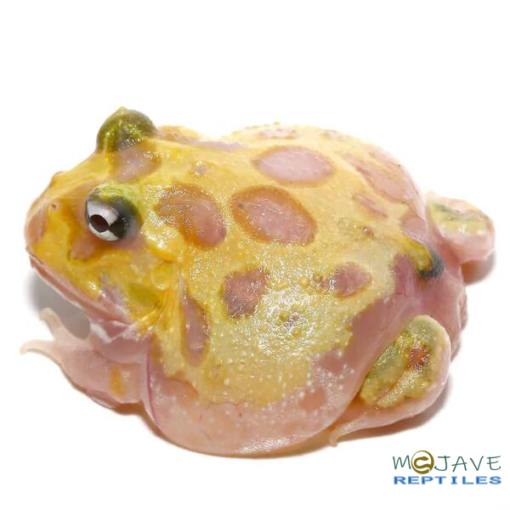 MUTANT NEON CLOWN PACMAN FROGS FOR SALE - Image 4