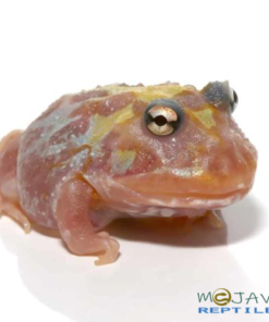 MUTANT CLOWN UNICORN PACMAN FROGS FOR SALE.