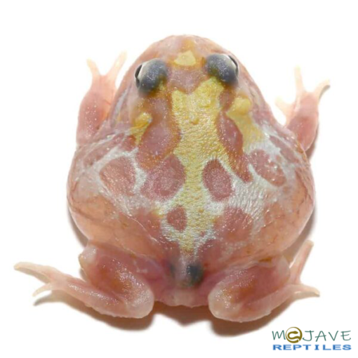 MUTANT CLOWN UNICORN PACMAN FROGS FOR SALE. - Image 2