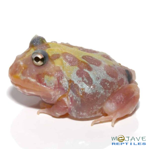 MUTANT CLOWN UNICORN PACMAN FROGS FOR SALE. - Image 3