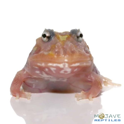 MUTANT CLOWN UNICORN PACMAN FROGS FOR SALE. - Image 4