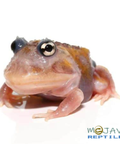 Mutant Copper Translucent Pacman Frog