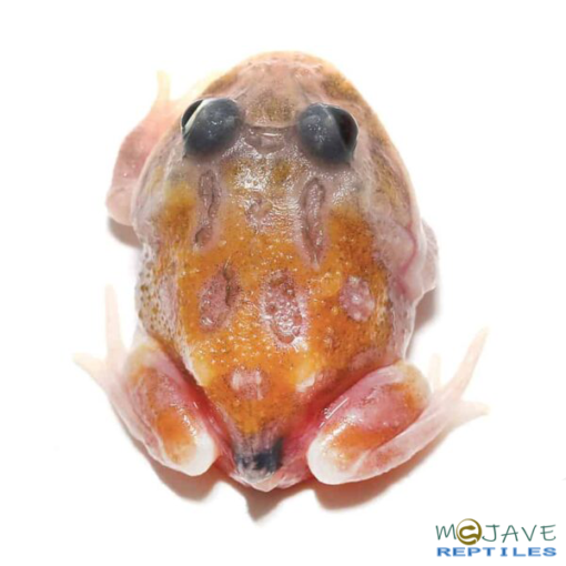 Mutant Copper Translucent Pacman Frog - Image 2