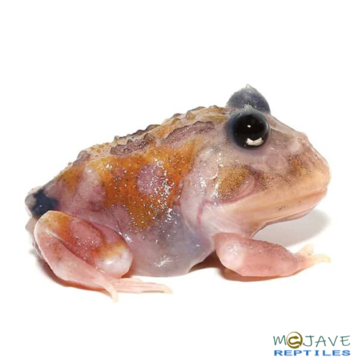 Mutant Copper Translucent Pacman Frog - Image 3