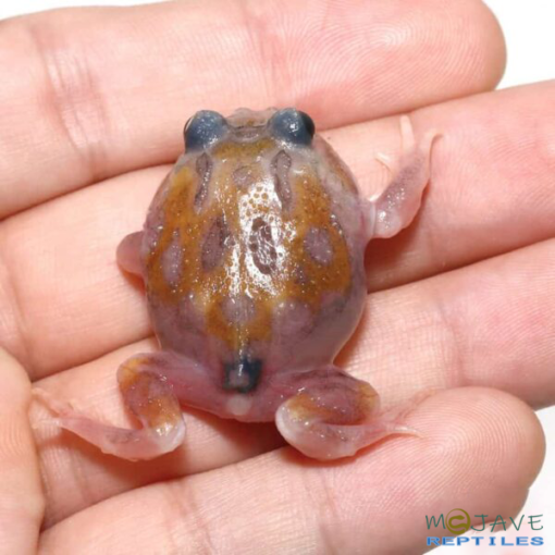 Mutant Copper Translucent Pacman Frog - Image 4