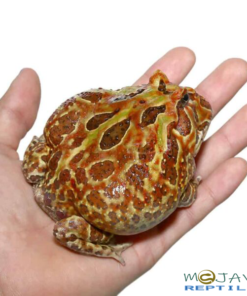ADULT MALE MUTANT CRANWELLI PACMAN FROG FOR SALE