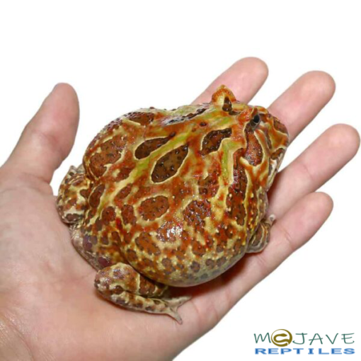ADULT MALE MUTANT CRANWELLI PACMAN FROG FOR SALE