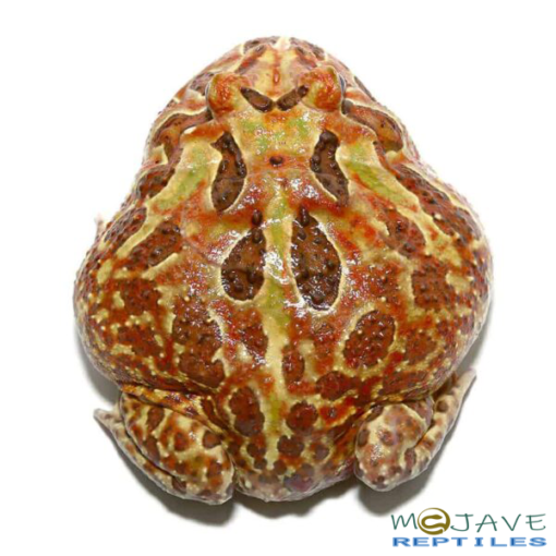 ADULT MALE MUTANT CRANWELLI PACMAN FROG FOR SALE - Image 3