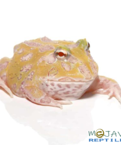 MUTANT LEMON DROP ANGEL PACMAN FROGS FOR SALE