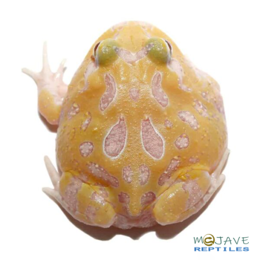 MUTANT LEMON DROP ANGEL PACMAN FROGS FOR SALE - Image 2