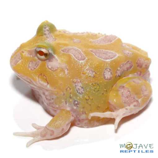 MUTANT LEMON DROP ANGEL PACMAN FROGS FOR SALE - Image 3