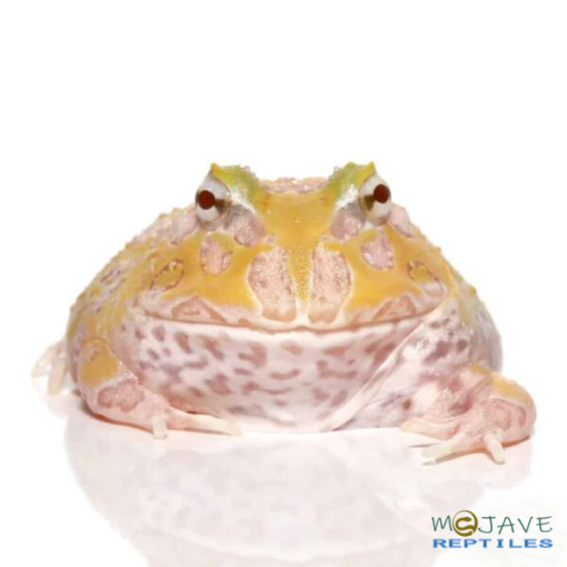 MUTANT LEMON DROP ANGEL PACMAN FROGS FOR SALE - Image 4