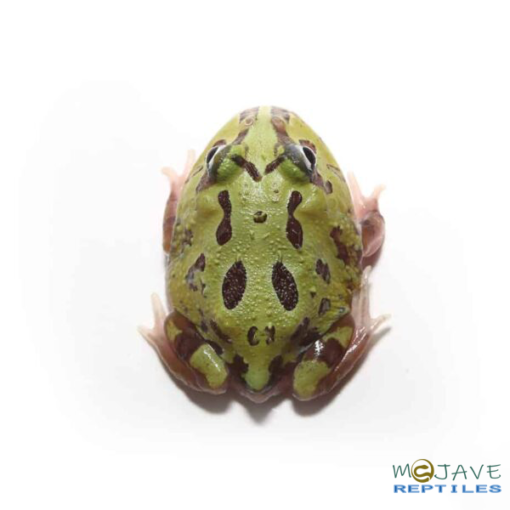 MUTANT PURPLE TRANSLUCENT CARIBBEAN PACMAN FROGS FOR SALE - Image 4