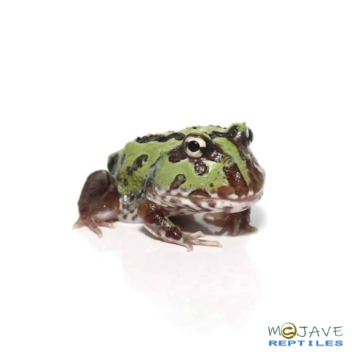 MUTANT PURPLE TRANSLUCENT CARIBBEAN PACMAN FROGS FOR SALE - Image 2