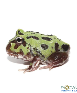 MUTANT PURPLE TRANSLUCENT CARIBBEAN PACMAN FROGS FOR SALE