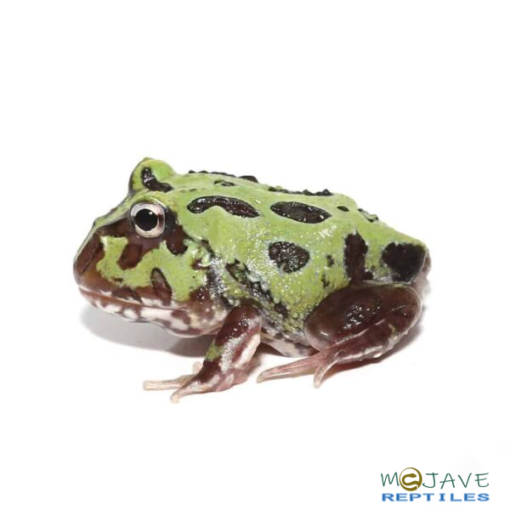 MUTANT PURPLE TRANSLUCENT CARIBBEAN PACMAN FROGS FOR SALE