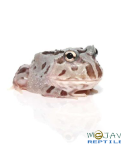 MUTANT PINK ANGEL PACMAN FROGS FOR SALE