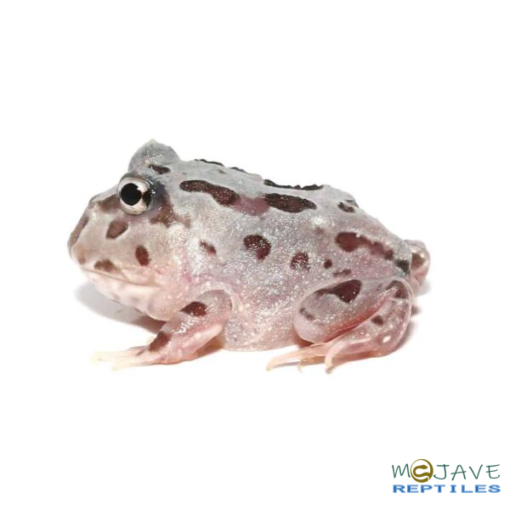 MUTANT PINK ANGEL PACMAN FROGS FOR SALE - Image 2