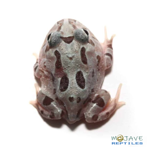 MUTANT PINK ANGEL PACMAN FROGS FOR SALE - Image 3