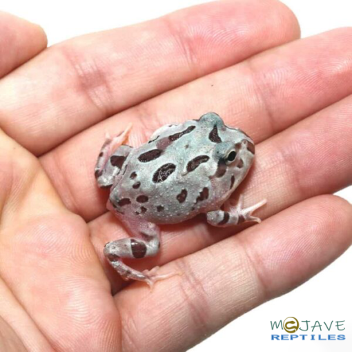 MUTANT PASTEL BLUE METAL PACMAN FROGS FOR SALE. - Image 4