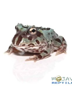 MUTANT TRANSLUCENT BLUE METAL PACMAN FROGS FOR SALE