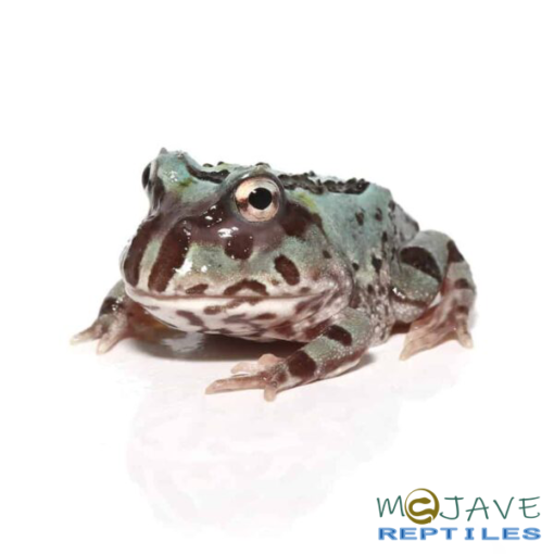 MUTANT TRANSLUCENT BLUE METAL PACMAN FROGS FOR SALE