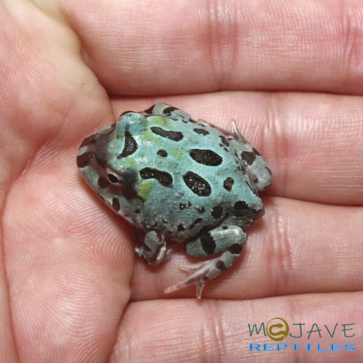 MUTANT TRANSLUCENT BLUE METAL PACMAN FROGS FOR SALE - Image 2