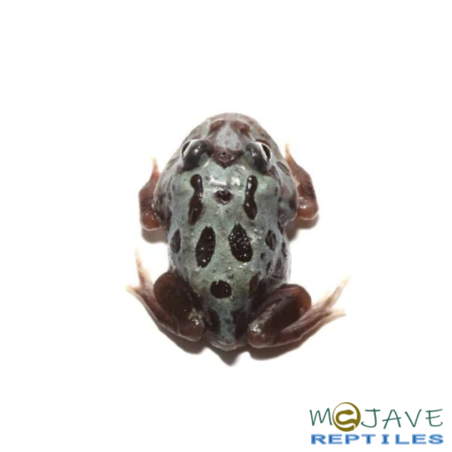 MUTANT TRANSLUCENT BLUE METAL PACMAN FROGS FOR SALE - Image 3