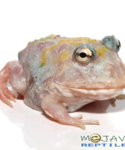 MUTANT UNICORN PACMAN FROGS FOR SALE