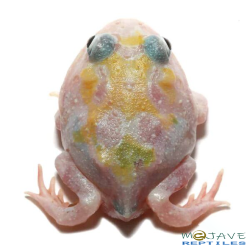 MUTANT UNICORN PACMAN FROGS FOR SALE - Image 2