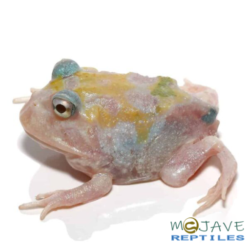 MUTANT UNICORN PACMAN FROGS FOR SALE - Image 3