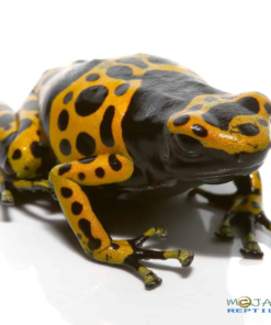 ADULT FINE SPOT BUMBLE BEE DART FROGS FOR SALE