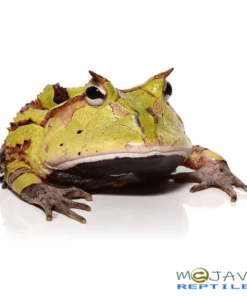 ADULT GREEN SURINAME HORNED FROGS FOR SALE