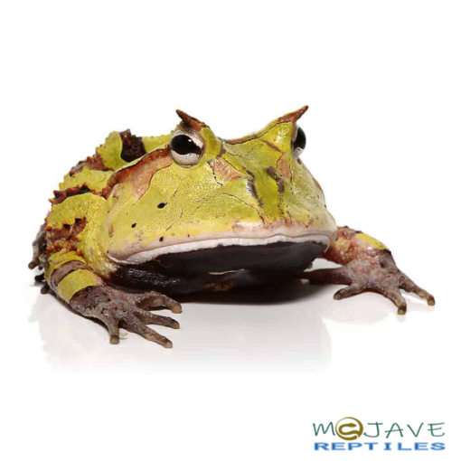 ADULT GREEN SURINAME HORNED FROGS FOR SALE