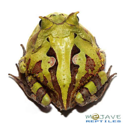 ADULT GREEN SURINAME HORNED FROGS FOR SALE - Image 2