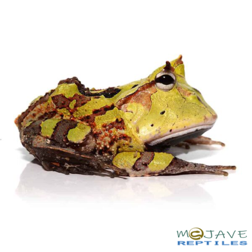 ADULT GREEN SURINAME HORNED FROGS FOR SALE - Image 3