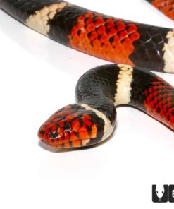 AQUATIC CORAL SNAKES FOR SALE