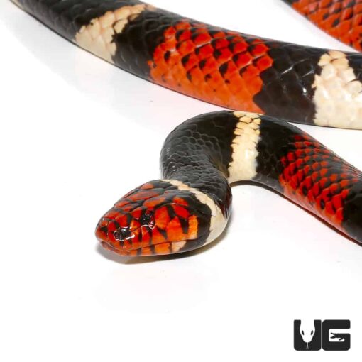 AQUATIC CORAL SNAKES FOR SALE