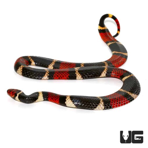 AQUATIC CORAL SNAKES FOR SALE - Image 2