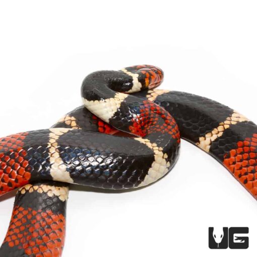 AQUATIC CORAL SNAKES FOR SALE - Image 3