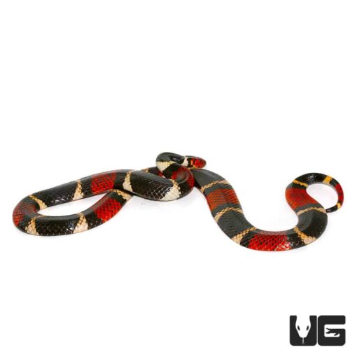 AQUATIC CORAL SNAKES FOR SALE - Image 4