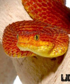 SQUAMIGERA BUSH VIPERS FOR SALE