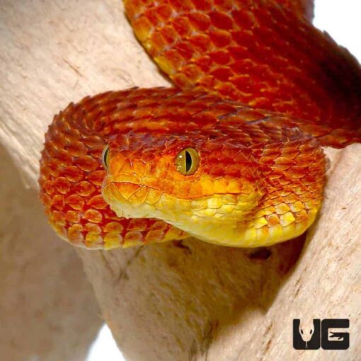 SQUAMIGERA BUSH VIPERS FOR SALE