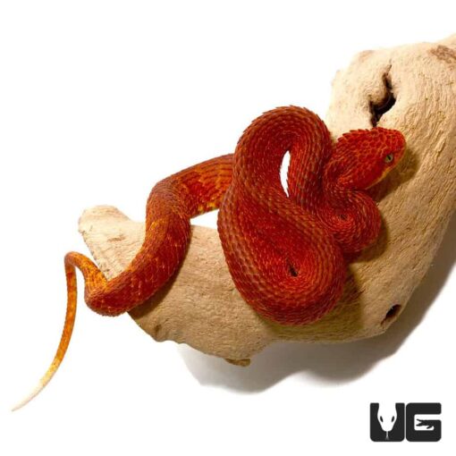 SQUAMIGERA BUSH VIPERS FOR SALE - Image 4