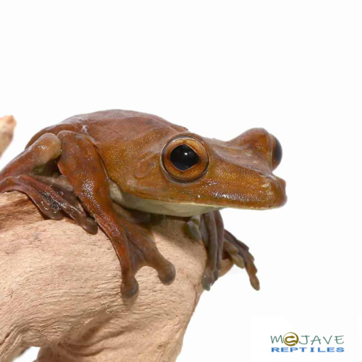 GLADIATOR TREE FROGS FOR SALE