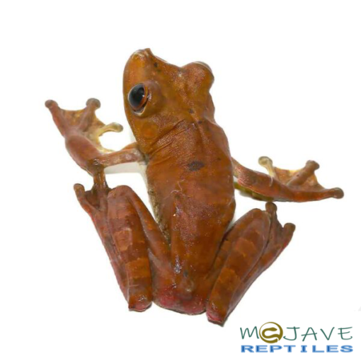 GLADIATOR TREE FROGS FOR SALE - Image 2