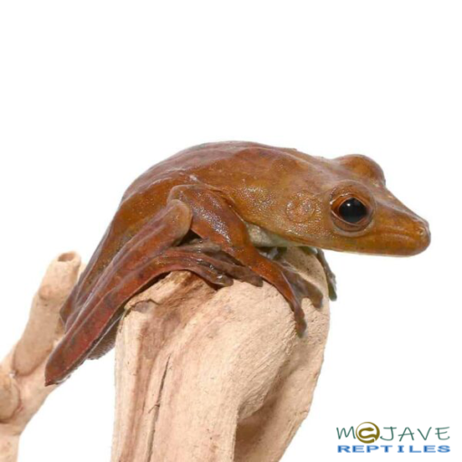 GLADIATOR TREE FROGS FOR SALE - Image 3